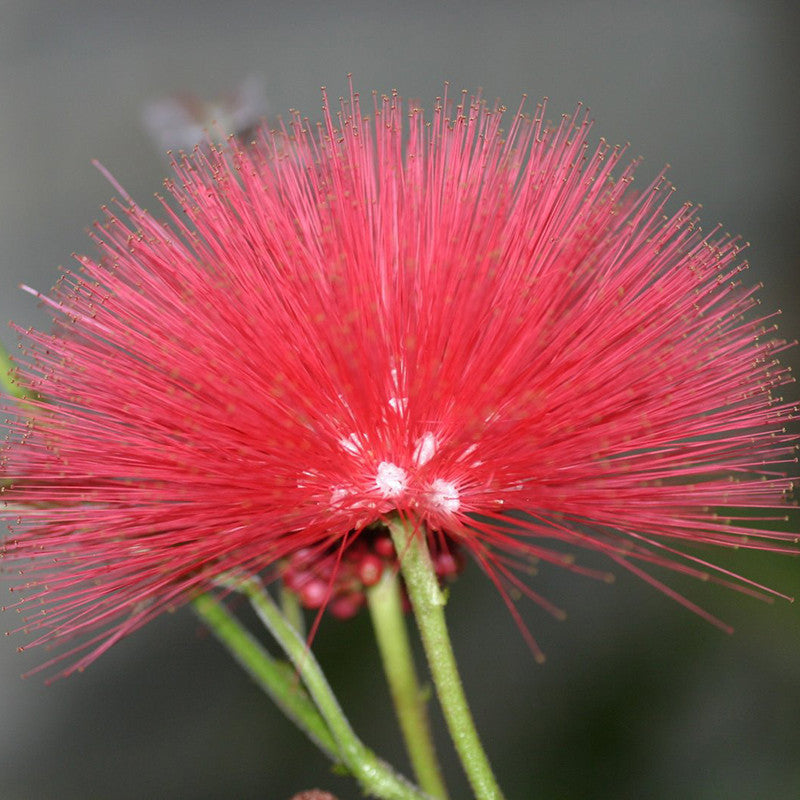 Powderpuff Hybrid Red / Calliandra - Flowering Shrubs - Premium Flowering Shrubs from Plantparadise - Just $705.00! Shop now at Plantparadise