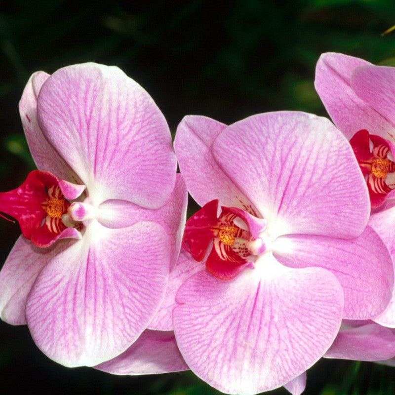 Phalaenopsis Hybrid/Orchids Pink - Gift Plants - Premium Gift Plants from Plantparadise - Just $1251.00! Shop now at Plantparadise