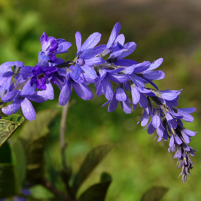 Petrea Volubilis - Creepers & Climbers - Premium Creepers & Climbers from Plantparadise - Just $775.0! Shop now at Plantparadise
