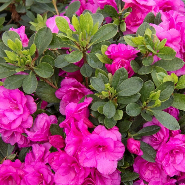 Azelia Flower plant Pink - Premium Flowering Plants from Plantparadise - Just $399.0! Shop now at Plantparadise