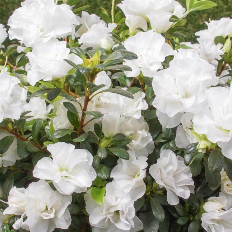 Azalea Flower Plant White - Premium Flowering Plants from Plantparadise - Just $399.0! Shop now at Plantparadise