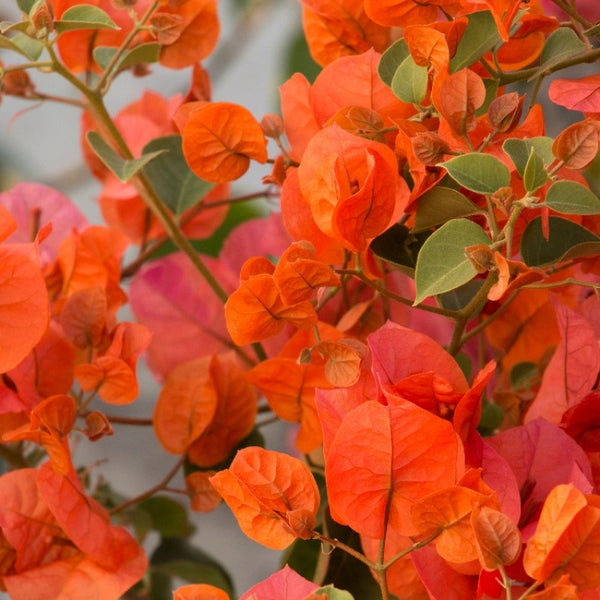 Bougainvillea orange - Flowering shrubs - Premium Flowering Shrubs from Plantparadise - Just $360.0! Shop now at Plantparadise