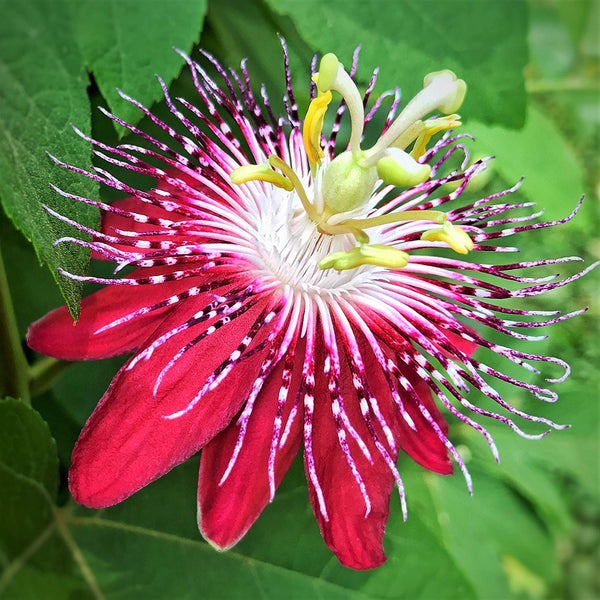 Passion Flower Pink - Creepers & Climbers - Premium Flowering Plants from Plantparadise - Just $650.00! Shop now at Plantparadise