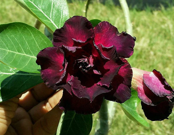Adenium Dark  Plum Colour  Plant (Grafted) - Premium Flowering Plants from Plantparadise - Just $299.0! Shop now at Plantparadise