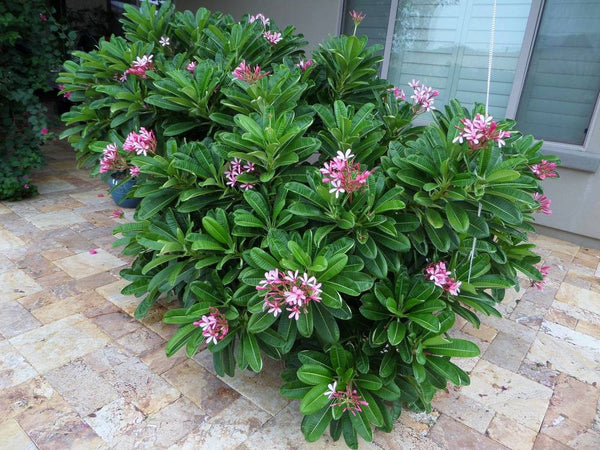 Plumeria singapore pink dwarf - Flowering plants - Premium Flowering Plants from Plantparadise - Just $600.00! Shop now at Plantparadise