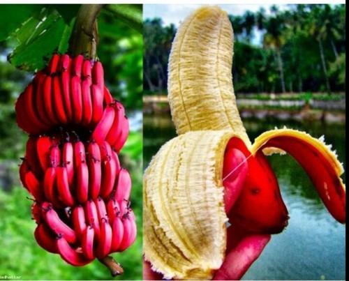 Red Banana Cavendish Banana Plant - Premium Fruit Plants & Tree from Plantparadise - Just $699.0! Shop now at Plantparadise