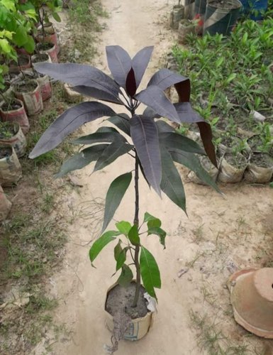Black stone mango Fruit Plant - Premium Fruit Plants & Tree from Plantparadise - Just $699.0! Shop now at Plantparadise