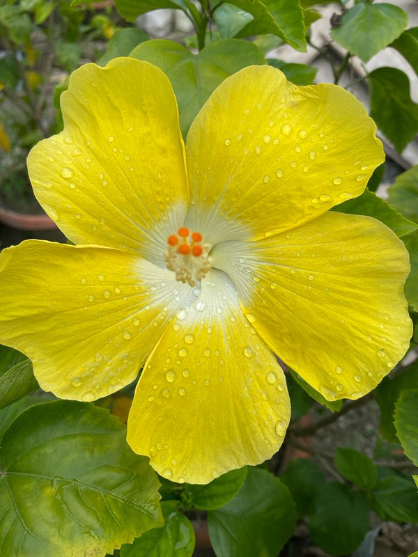 Yellow Adenium Plant(Grafted) - Premium Flowering Plants from Plantparadise - Just $299.0! Shop now at Plantparadise