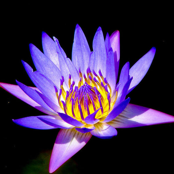 Water Lily  Purple - Aquatic Plants - Premium Aquatic Plants from Plantparadise - Just $700.00! Shop now at Plantparadise