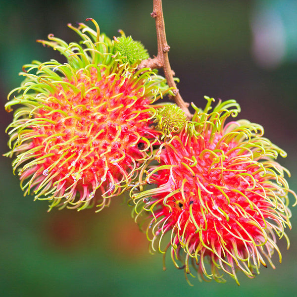 Rambutan Fruit  - Fruit Plants & Tree - Premium Fruit Plants & Tree from Plantparadise - Just $640.0! Shop now at Plantparadise