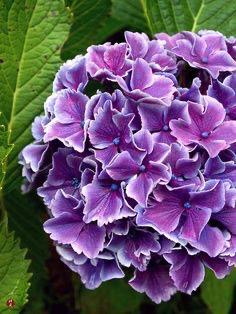 Hybrid Hydrangea Plant - Premium Flowering Plants from Plantparadise - Just $480.0! Shop now at Plantparadise