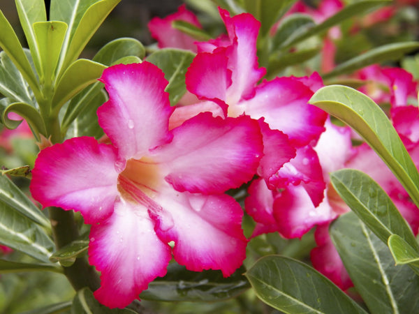 Rose Adenium Plant (Grafted) - Premium Flowering Plants from Plantparadise - Just $299.0! Shop now at Plantparadise