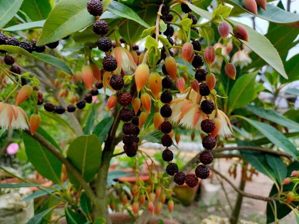 Hybrid Rudraksha Plant - Premium plant from Plantparadise - Just $399! Shop now at Plantparadise