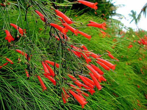 Russelia equisetiformis Red - Ornamental Flowering Plants - Premium Ornamental Plants from Plantparadise - Just $530.00! Shop now at Plantparadise