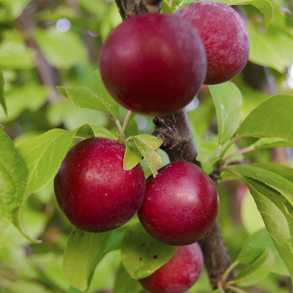 Plum Fruit  (Grafted) - Fruit Plants & Tree - Premium Fruit Plants & Tree from Plantparadise - Just $840.00! Shop now at Plantparadise