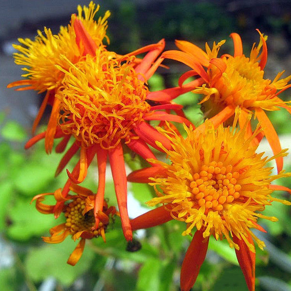 Senecio Orange - Creepers & Climbers - Premium Creepers & Climbers from Plantparadise - Just $640.0! Shop now at Plantparadise