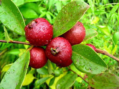 Strawberry Guava - Fruit Plant - Premium Fruit Plants & Tree from Plantparadise - Just $640.00! Shop now at Plantparadise