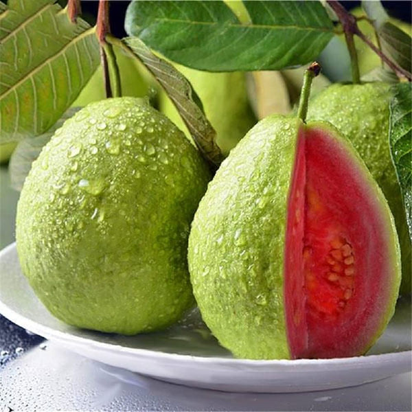 Taiwan Pink Guava - Premium Fruit Plants from Plantparadise - Just $349! Shop now at Plantparadise