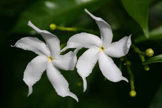 Tagar wheel star - Flowering Shrubs - Premium Flowering Shrubs from Plantparadise - Just $650.00! Shop now at Plantparadise