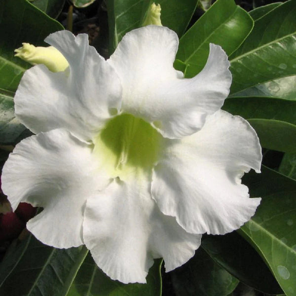 White Adenium Plant (Grafted) - Premium Flowering Plants from Plantparadise - Just $299.0! Shop now at Plantparadise