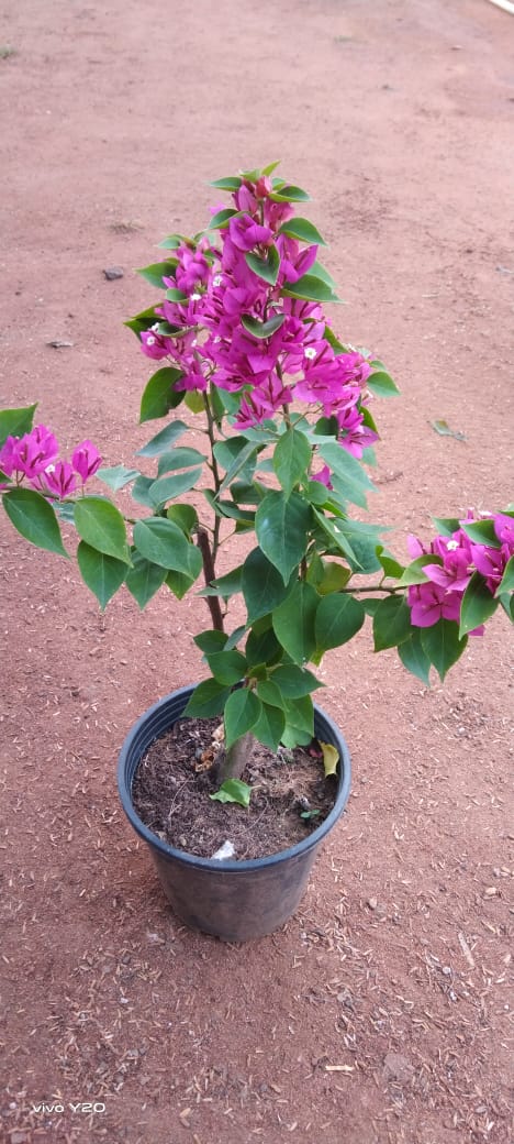 Bougainvillea Torch Glow- Flowering Shrubs - Premium Flowering Shrubs from Plantparadise - Just $349.00! Shop now at Plantparadise