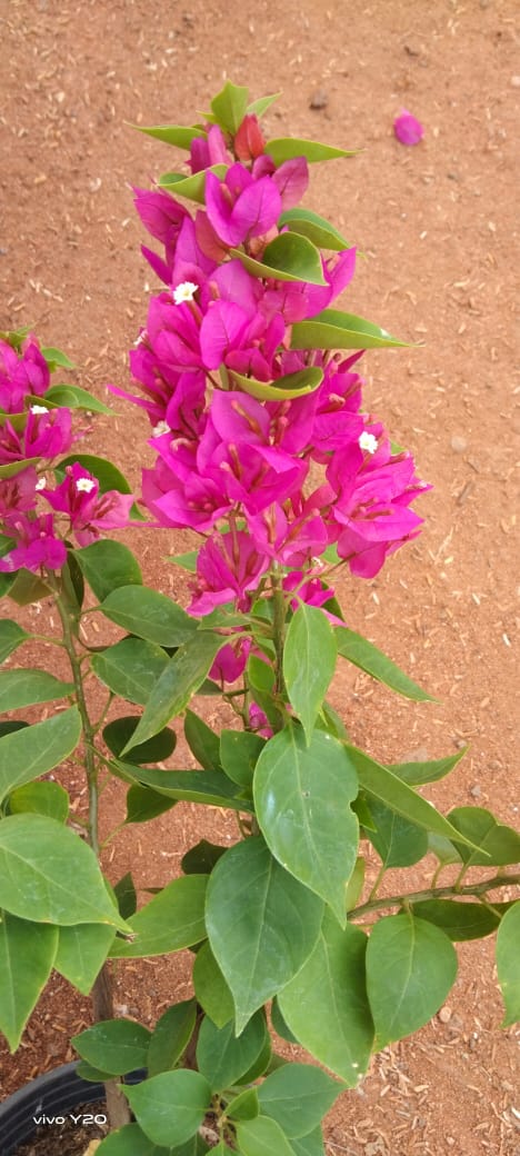 Bougainvillea Torch Glow- Flowering Shrubs - Premium Flowering Shrubs from Plantparadise - Just $349.00! Shop now at Plantparadise