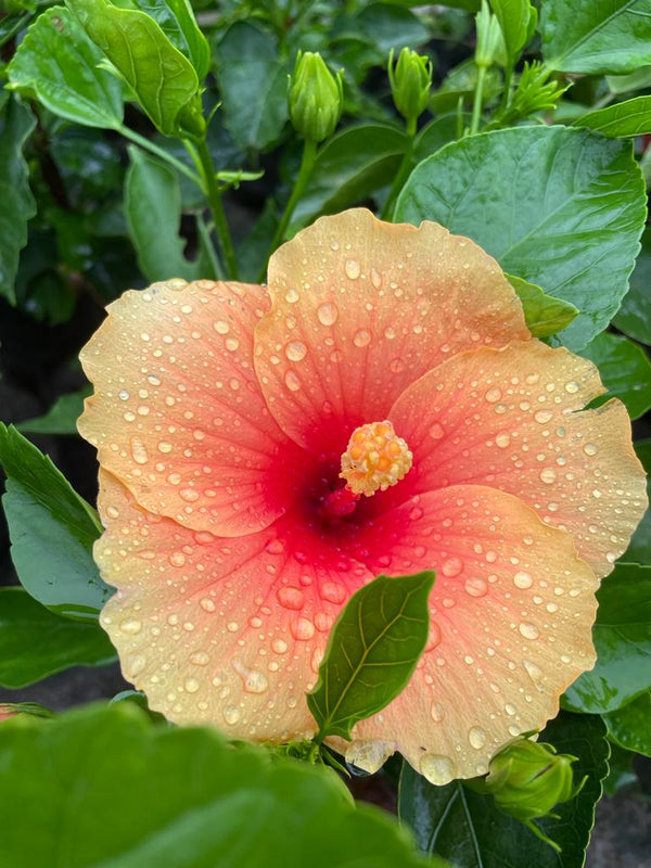 Hibiscus Plant - Premium Flowering Plants from Plantparadise - Just $325.00! Shop now at Plantparadise