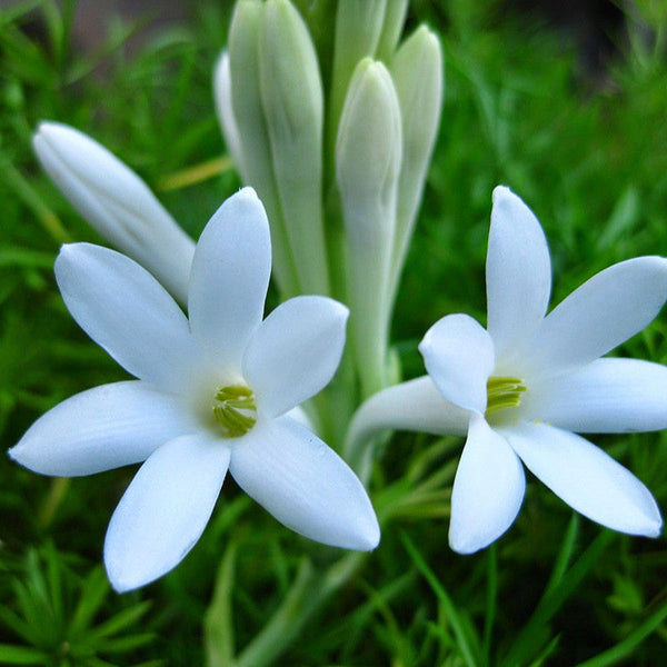 Tuberose/Mexican Tuberose - Flowering Bulb | Buy online Tuberose - Premium Flowering Plants from Plantparadise - Just $650! Shop now at Plantparadise