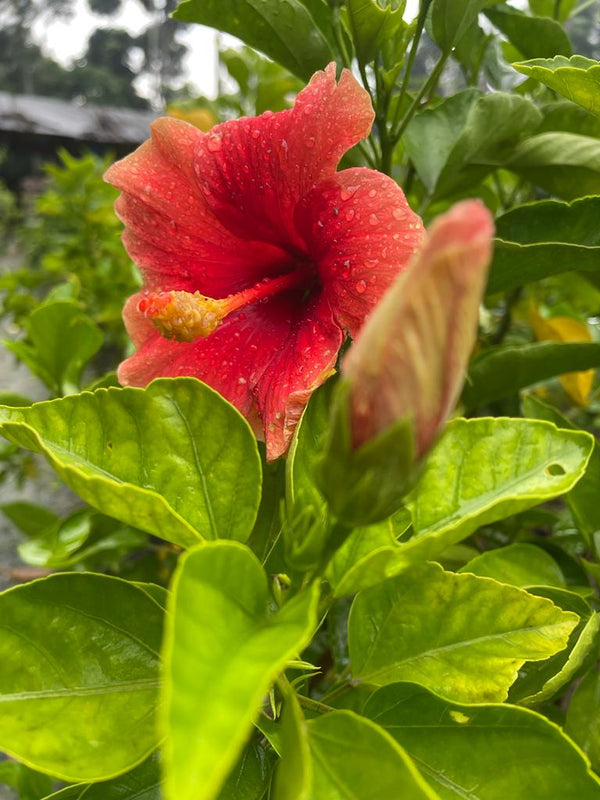 Hibiscus Plant - Premium Flowering Plants from Plantparadise - Just $325.0! Shop now at Plantparadise