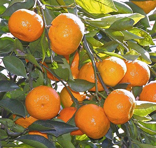 Orange Nagpur(Grafted) - Fruit Plants & Tree - Premium Fruit Plants & Tree from Plantparadise - Just $580! Shop now at Plantparadise