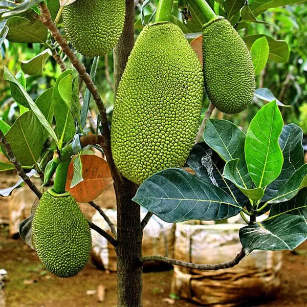 Vietnam Super Early Jackfruit(Grafted) - All Time Jackfruit - Premium Fruit Plants from Plantparadise - Just $700.00! Shop now at Plantparadise