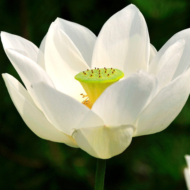 Lotus White - Aquatic Plants - Premium Aquatic Plants from Plantparadise - Just $1001.00! Shop now at Plantparadise