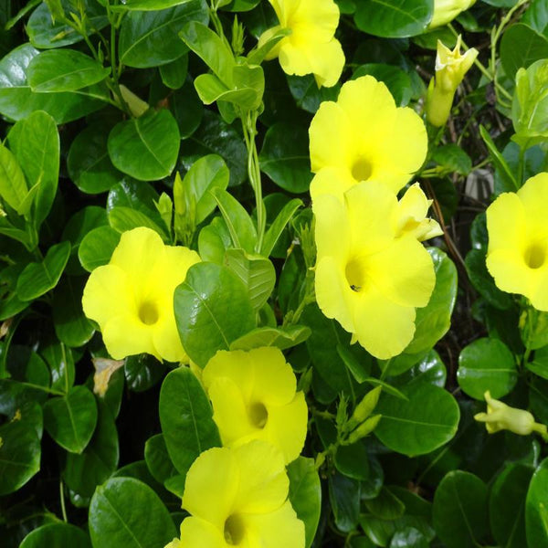 Allamanda Yellow/Wild Allamanda - Creepers & Climbers - Premium Creepers & Climbers from Plantparadise - Just $400.00! Shop now at Plantparadise