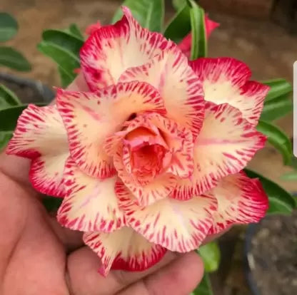 Adenium  Red Yellow Colour Plant (Grafted) - Premium Flowering Plants from Plantparadise - Just $329! Shop now at Plantparadise